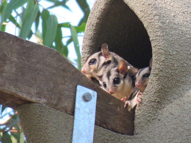 Squirrel Glider Family in 3D printed nest