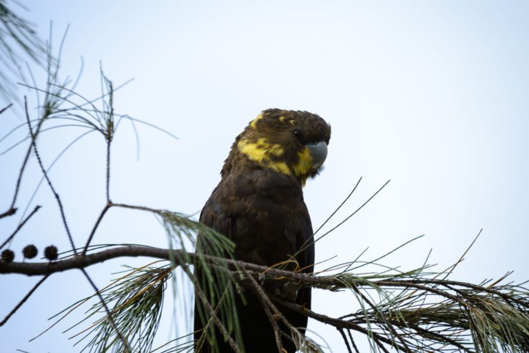 Glossy Black Cockatoo Female (NEF) 03052014 (29)-3 - Glossy Black ...