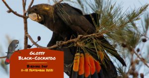 Glossy Black Cockatoo Birding Day