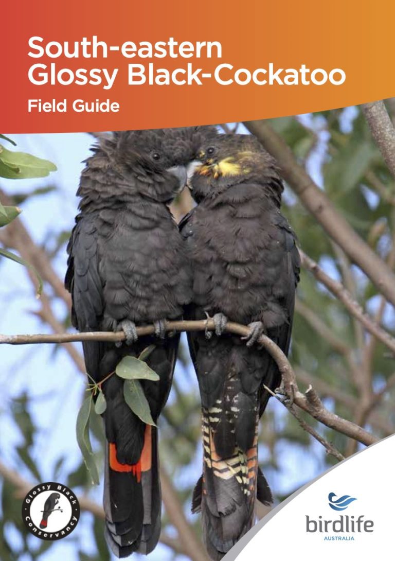 New field guide: South-eastern Glossy Black-Cockatoo