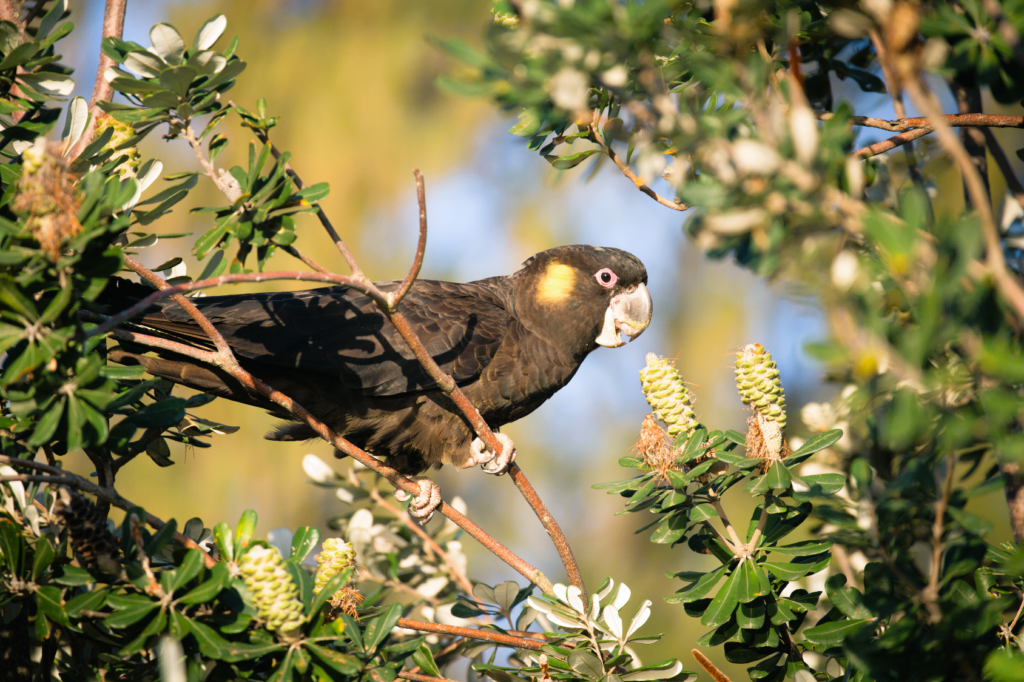 difference between black cockatoo and glossy black cockatoo