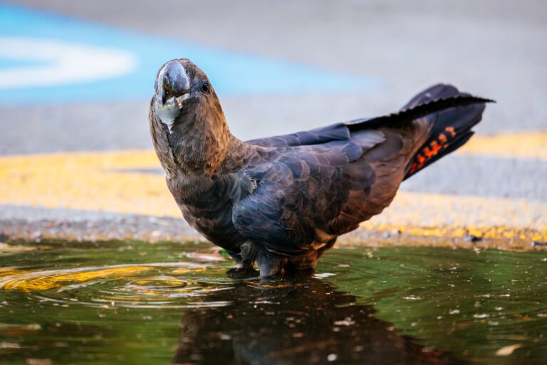 Glossy Black-Cockatoo listed as vulnerable under federal environmental law