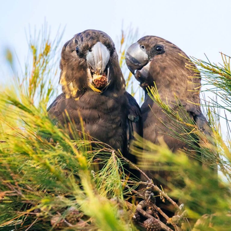 Glossy Black-Cockatoo Recovery Plan