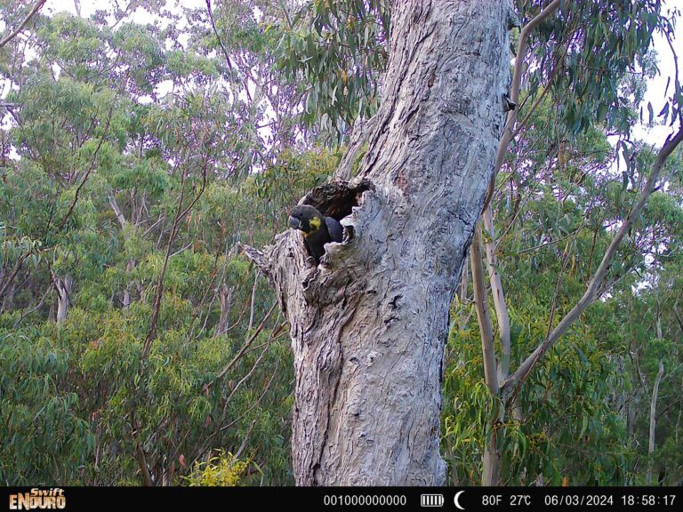 Glossy Nest News